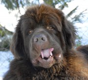 Превью фото № 176569