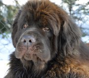 Превью фото № 176570