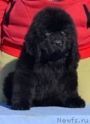 Превью фото № 176588