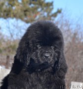 Превью фото № 176589