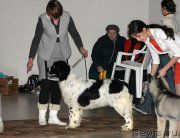 Превью фото № 176590