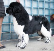 Превью фото № 176614