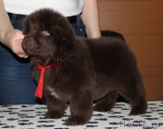 Превью фото № 176619