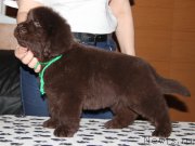 Превью фото № 176652