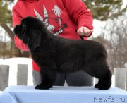 Превью фото № 176674