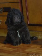 Превью фото № 176679