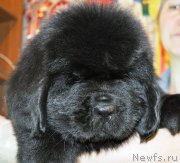 Превью фото № 176694