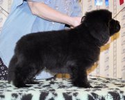 Превью фото № 176695