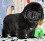 Превью фото № 176697