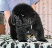 Превью фото № 176698