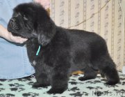 Превью фото № 176701