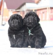 Превью фото № 176719