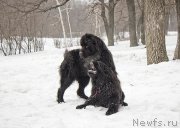 Превью фото № 176729