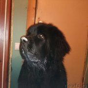 Превью фото № 176743