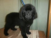 Превью фото № 176791