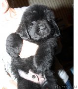 Превью фото № 176795