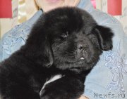 Превью фото № 176796