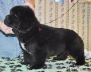 Превью фото № 176801