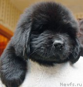 Превью фото № 176806