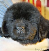 Превью фото № 176810