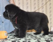 Превью фото № 176811