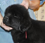 Превью фото № 176815