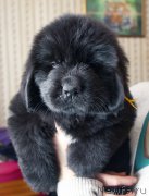 Превью фото № 176842