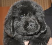 Превью фото № 176847