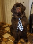 Превью фото № 176882