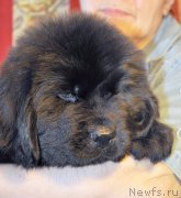 Превью фото № 176909