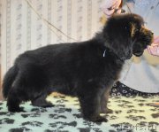 Превью фото № 176910