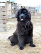 Превью фото № 176932