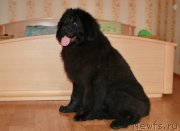 Превью фото № 176954