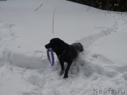 Превью фото № 176980