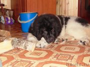 Превью фото № 176987