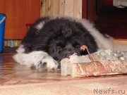 Превью фото № 176991