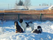 Превью фото № 176992