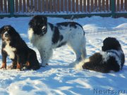 Превью фото № 176993