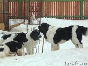 Превью фото № 177004