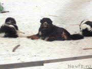 Превью фото № 177005