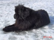 Превью фото № 177080