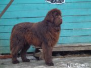 Превью фото № 177216