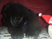 Превью фото № 177228