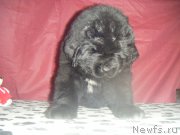 Превью фото № 177231