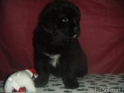 Превью фото № 177234