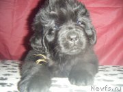 Превью фото № 177236