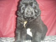 Превью фото № 177237