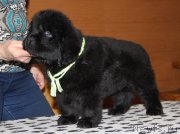 Превью фото № 177246