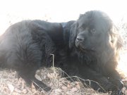 Превью фото № 177285