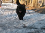 Превью фото № 177286